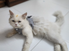 Persian cat